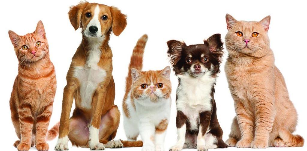 Доска объявлений о животных | ЗооТом - продажа, вязка и услуги для животных в Зубцове