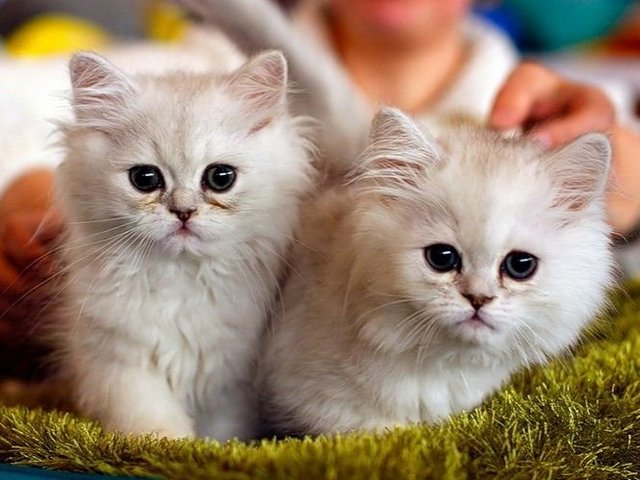 Породы кошек в Зубцове | ЗооТом портал о животных
