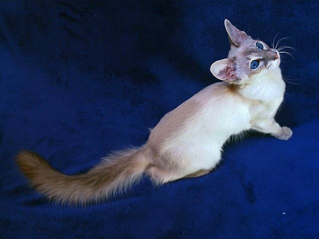 Выведенные породы кошек в Зубцове | ЗооТом портал о животных