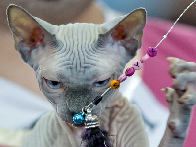 Выставки кошек в Зубцове | ЗооТом портал о животных