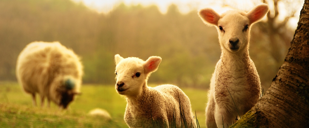 Объявления о сельскохозяйственных животных | ЗооТом - продажа, вязка и услуги для животных в Зубцове