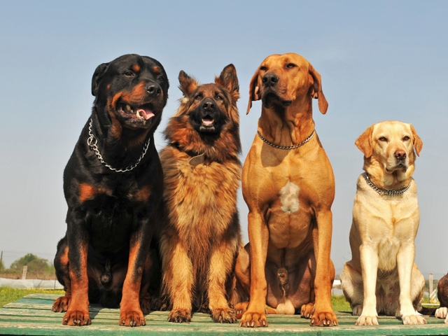 Крупные породы собак в Зубцове | ЗооТом портал о животных