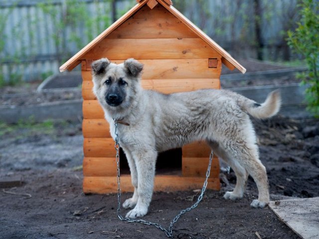 Все о собаках в Зубцове